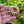 Load image into Gallery viewer, Trifari Pinwheel Wreath Brooch