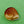 Load image into Gallery viewer, Czech Glass Caramel Ammonite Shell Brooch
