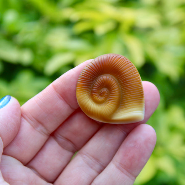 Czech Glass Caramel Ammonite Shell Brooch