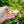 Load image into Gallery viewer, Colourful Fish Brooches