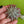 Load image into Gallery viewer, COLLECTOR'S DROP - Turtle Collection