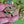 Load image into Gallery viewer, COLLECTOR'S DROP - Butterfly Drop