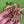 Load image into Gallery viewer, COLLECTOR'S DROP - Butterfly Drop