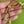 Load image into Gallery viewer, COLLECTOR'S DROP - Butterfly Drop