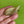 Load image into Gallery viewer, COLLECTOR'S DROP - Butterfly Drop
