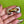 Load image into Gallery viewer, COLLECTOR'S DROP - Big and Fancy
