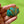 Load image into Gallery viewer, Cloisonné Enamel Plant Leaves Brooch