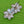 Load image into Gallery viewer, Silver Double Flower Brooch