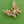 Load image into Gallery viewer, Gold butterfly brooch on a green textured background