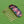 Load image into Gallery viewer, Cloisonné Two Butterflies and One Rose Hair Comb