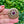 Load image into Gallery viewer, Single Purple Disc Brooch