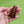 Load image into Gallery viewer, Wooden Dress Clips with Brass Pyramids
