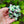 Load image into Gallery viewer, KTCD Rubber Corsage Monet Medium
