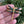 Load image into Gallery viewer, Cloisonné Enamel Dragonfly Brooches
