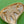 Load image into Gallery viewer, Orena Paris Leaf Brooch in Gold
